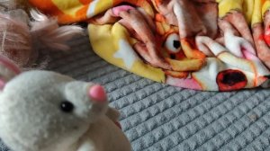 играем в маленького плюшевого зайчика