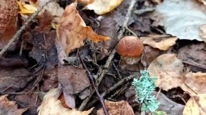 По грибы в последний раз (наверно)😀🌲🌳🌲