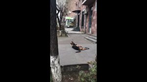 Дрессировка : послушание в социуме ( Немецкая Овчарка Ральф )