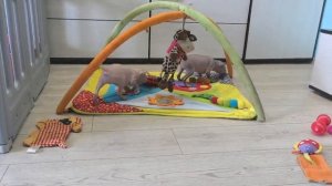 Жужа в 1 месяц