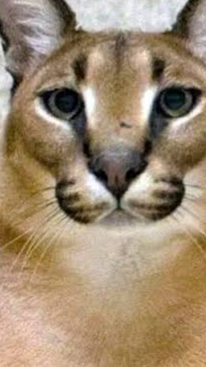 бадминтон с флопой смотреть онлайн