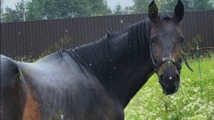 4958-1 Ганноверская кобыла