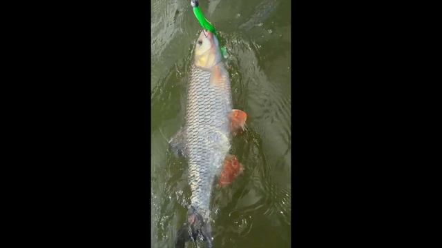 Язь или Голавль ? Случайная поимка! Новый Рекорд!