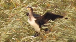 Большой Баклан сушит крылья, наблюдение птиц в Великом Новгороде, 14 сентября 2025