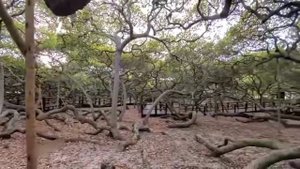 САМОЕ БОЛЬШОЕ ДЕРЕВО В МИРЕ (читай описание)