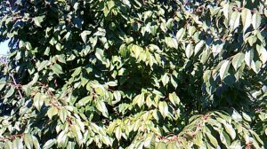 Обзор: "Наша черешня сорта Юлия в сентябре 2025"