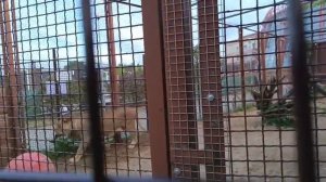NQAF6760 Видео от опекуна Светланы