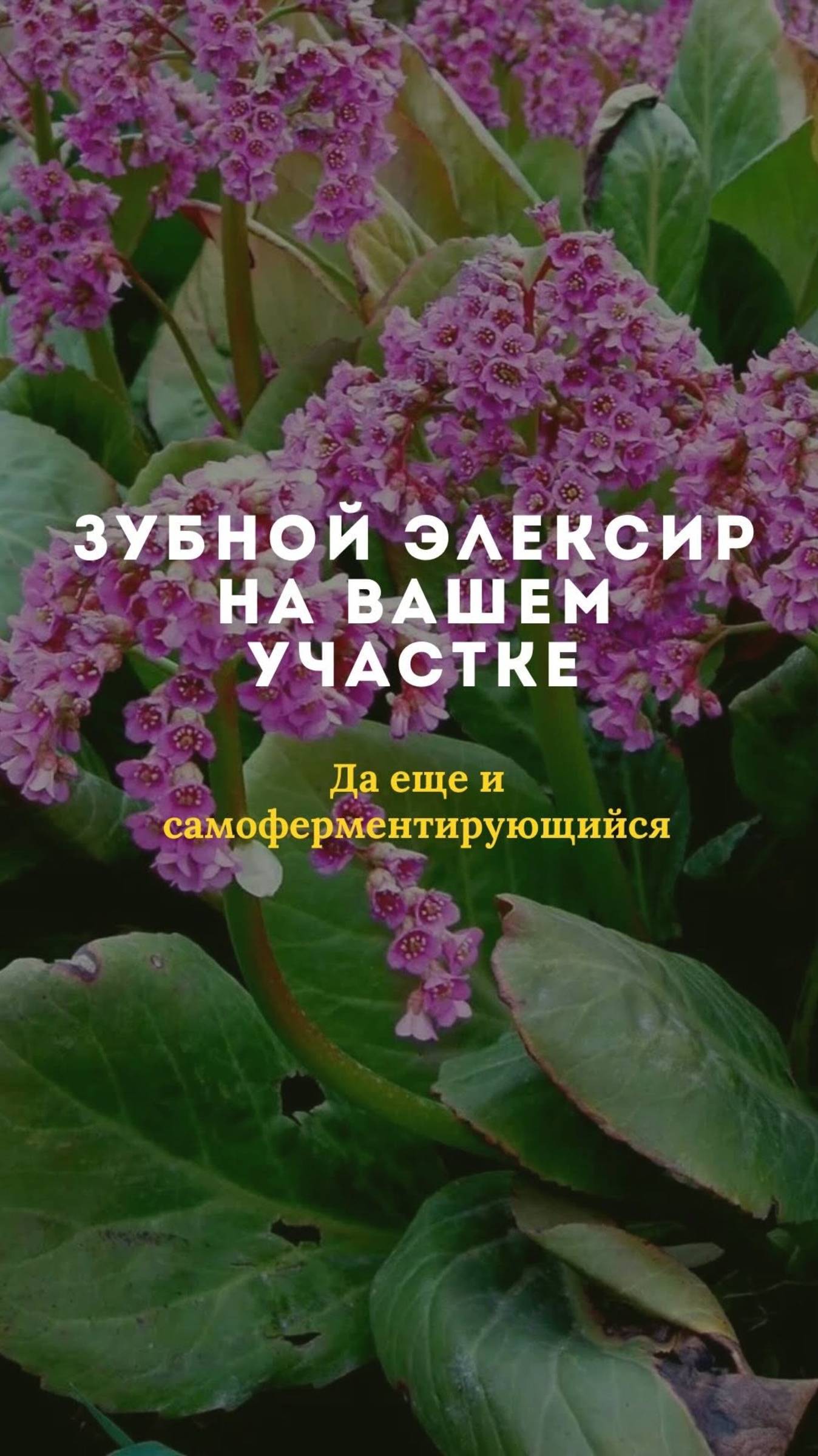 Зубной элексир на участке смотреть онлайн