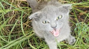 Тяжелое детство котят из приграничья