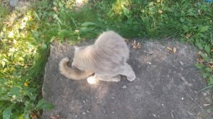 Знакомьтесь! Оборванец Марсик!      15.09.25