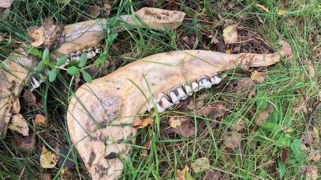 Челюсти в лесу