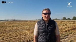 В Воскресенске урожай пшеницы и овса превысил среднеобластные показатели