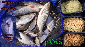 Рыбалка на р.Ока в середине сентября. Голавль оценил угощения)