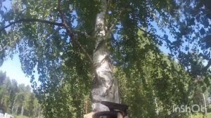 Спил деревьев в Екатеринбурге и Свердловской области