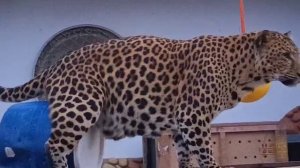 LTGK3372 Поршик Видео от опекуна Светланы