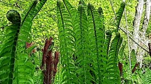 Субтропические места.