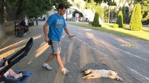 Дрессировка: нарезка моих занятий с собаками