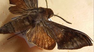 БРАЖНИКИ 613. Temnora uluguru