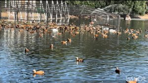 Московский зоопарк. Любуемся утками, слушаем как они крякают. Июль 2025. Часть 2.