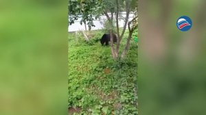 Медведь-дачник: хитрый косолапый сам собрал урожай яблок в Южно-Сахалинске