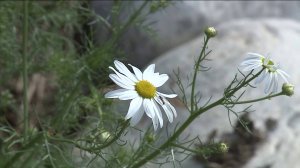 Комфортная осенняя погода продолжит радовать вологжан ещё несколько дней