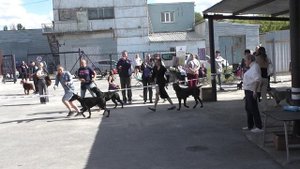 Выставка собак в Воронеж 14.09.2025г.Бульдог Илья и Юрий.