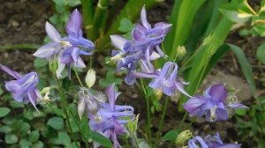 05=05=2025 ХОР     ник    (61)