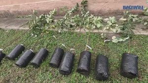 Осенняя традиция новые яблони пополнили зелёный уголок у Новгородской областной больницы