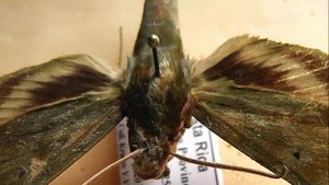 БРАЖНИКИ: 626. Xylophanes belti