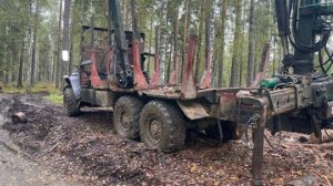 На Урале ФСБ и МВД задержали группу "черных лесорубов", нанесших ущерб в 450 млн