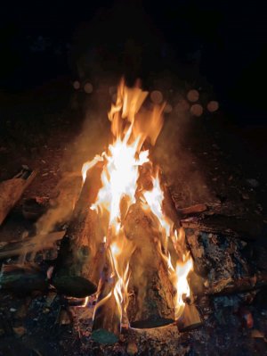 каштаны 1 часть.