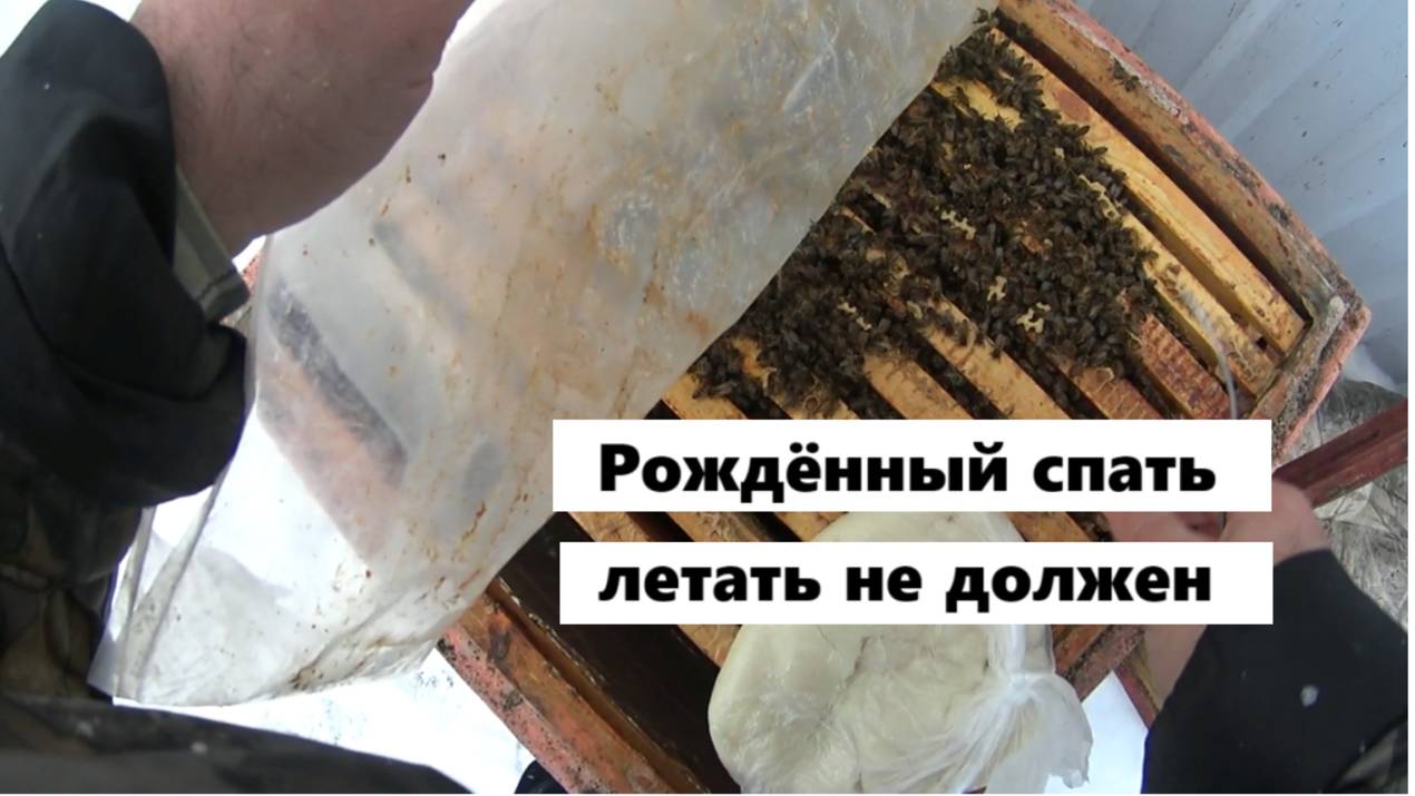 Эксперимент по ограничению лётной активности  пчёл.