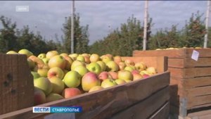 На Ставрополье собирают урожай зерна и фруктов