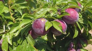 Слива Блек Даймонд