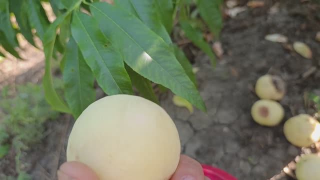 Персик Айс Пинч. смотреть онлайн