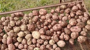 Мы копаем огород слова мои поет нейросеть.