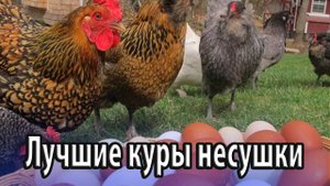 Куры яичного направления - лучшие несушки
