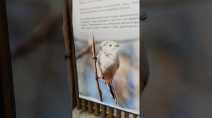 15-09-2025 Птицы    не   за    горами