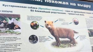 Зоопарк. Кустарниковая собака. Пусть думают что мы спортсмены.Часть 3.