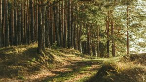 День леса. Такое утро