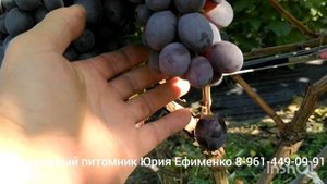 кишмиш Мелодия
