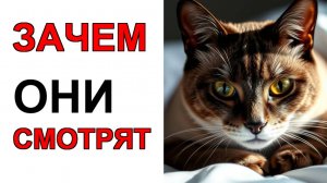 🐱 ПОЧЕМУ кошки НЕ МОГУТ оторваться от окна 7 УДИВИТЕЛЬНЫХ причин!