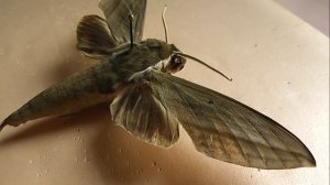 БРАЖНИКИ: 619. Theretra insularis