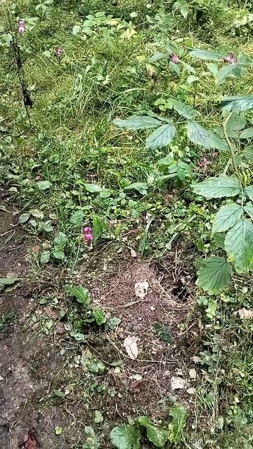 Осиное гнездо смотреть онлайн