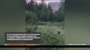 Угроза людям устранена 12-09-2025