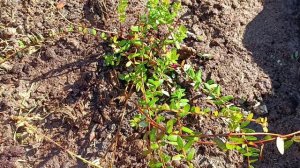 Посадка садовой клюквы на участке