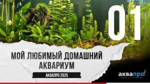 01. Мой любимый домашний аквариум. #АкваПро