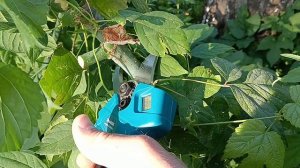 Секатор аккумуляторный