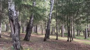 Белочкин лес