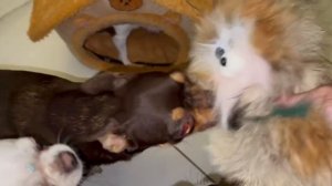 Реакция хвостиков на меховых домовят.